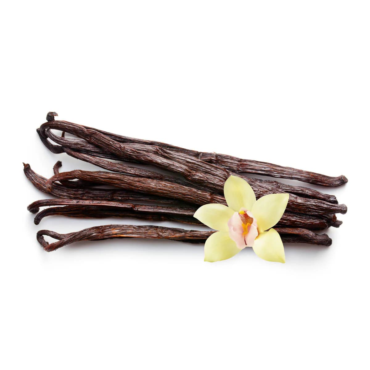 Dark brown vanilla beans topped with a single pale yellow vanilla orchid flower.